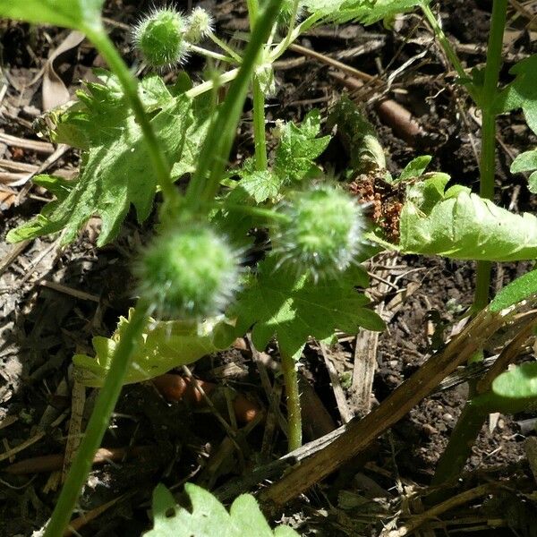 Urtica pilulifera Φρούτο