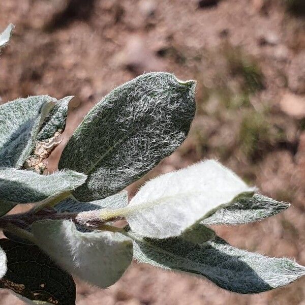 Salix lapponum Листок