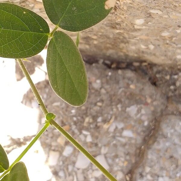 Desmodium tortuosum Coajă