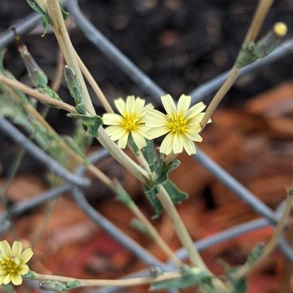 Lactuca saligna Fiore