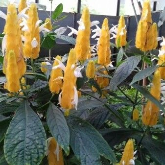 Pachystachys lutea ফুল