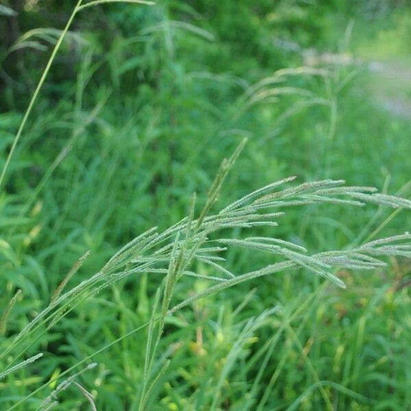 Paspalum urvillei অভ্যাস