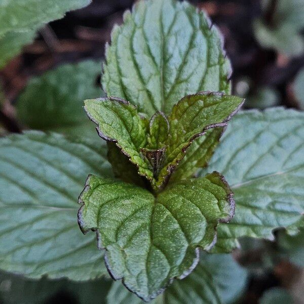 Mentha × piperita Blatt