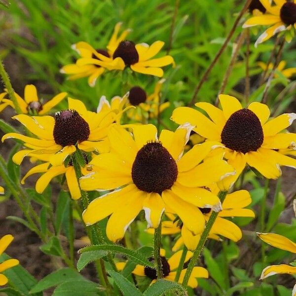 Rudbeckia triloba ফুল