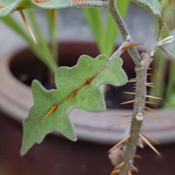 Solanum pyracanthos Floare