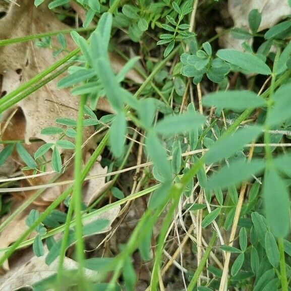 Hippocrepis scorpioides Blad