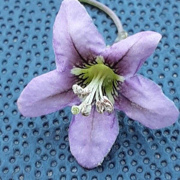 Lycium barbarum Flower