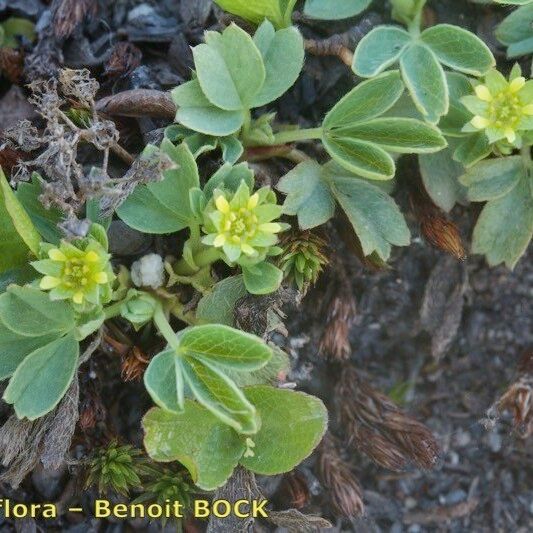 Sibbaldia procumbens Outro