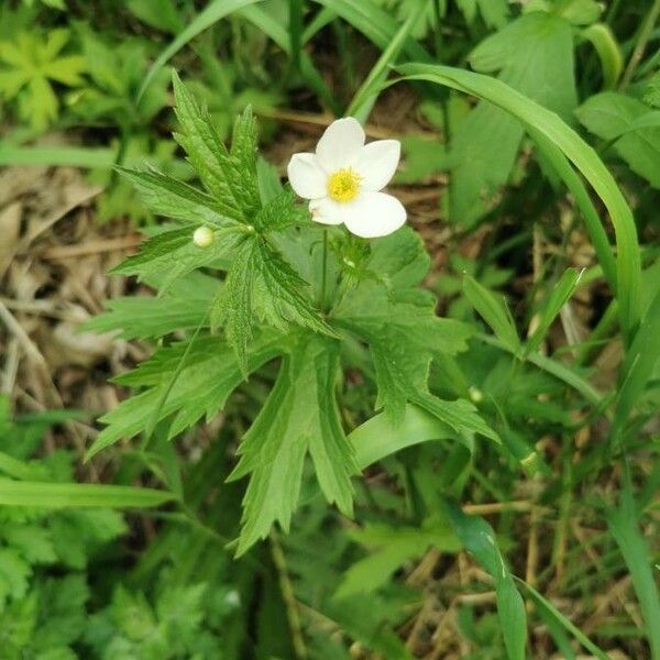 Anemonastrum canadense Blodyn