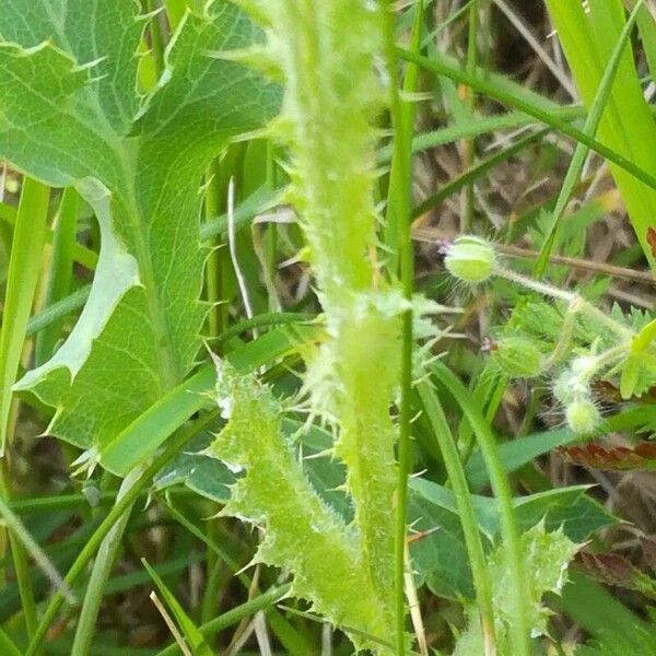 Carduus tenuiflorus Feuille