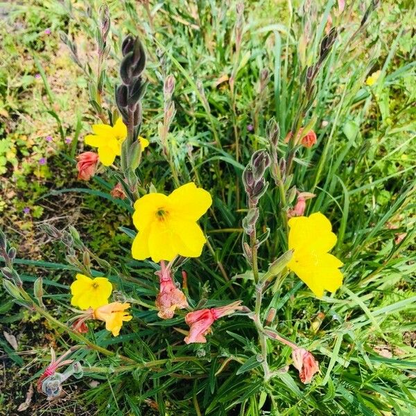 Oenothera stricta Λουλούδι