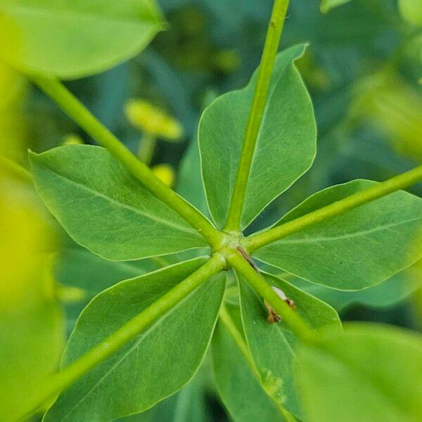 Euphorbia esula Rinde