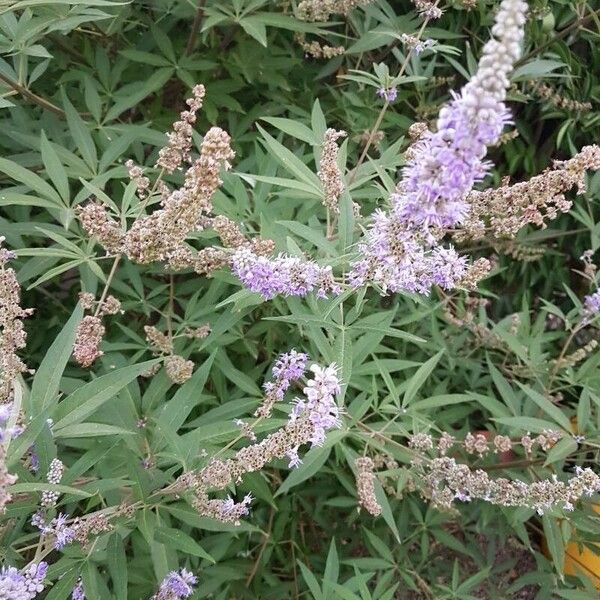 Vitex agnus-castus ഇല