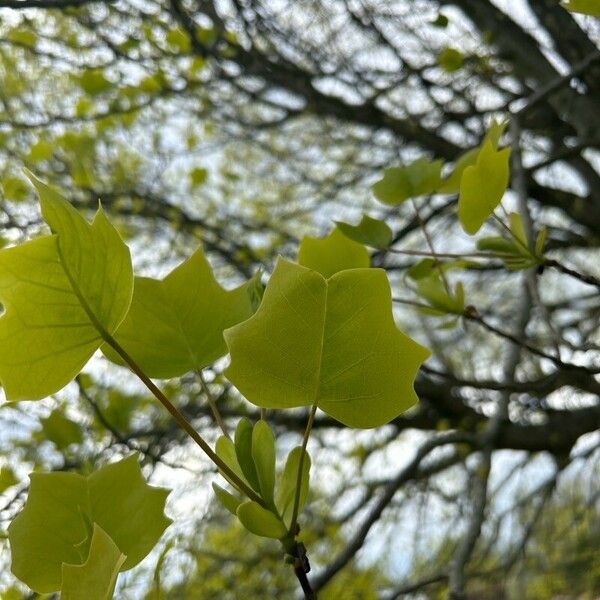 Liriodendron tulipifera 葉