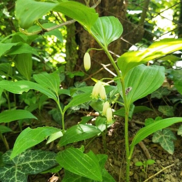 Polygonatum latifolium Çiçek