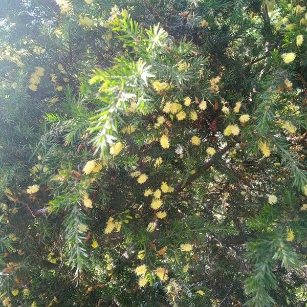 Acacia verticillata Flower