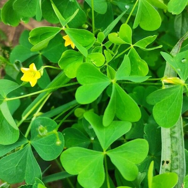 Oxalis stricta Blatt