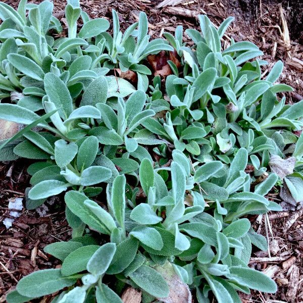 Stachys germanica Habitat