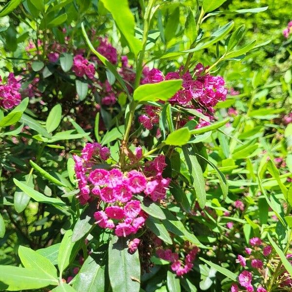 Kalmia angustifolia Cvet
