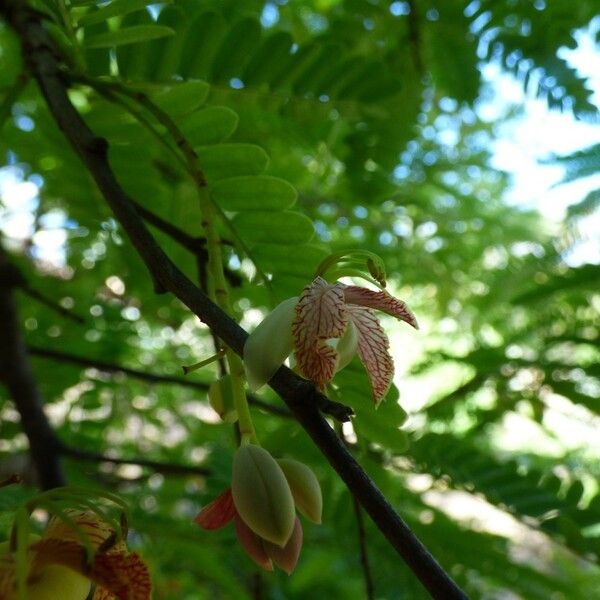 Tamarindus indica Virág