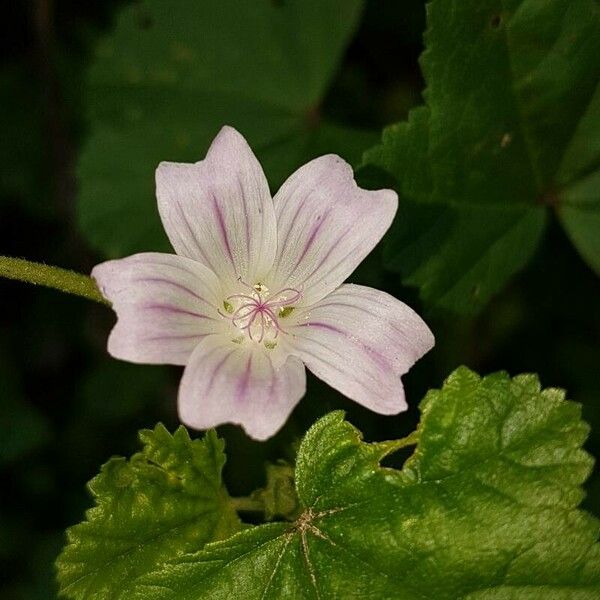 Malva neglecta Blüte