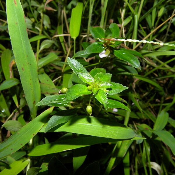 Sauvagesia erecta Blatt