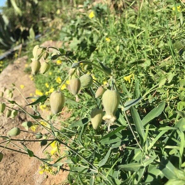 Silene vulgaris Floro