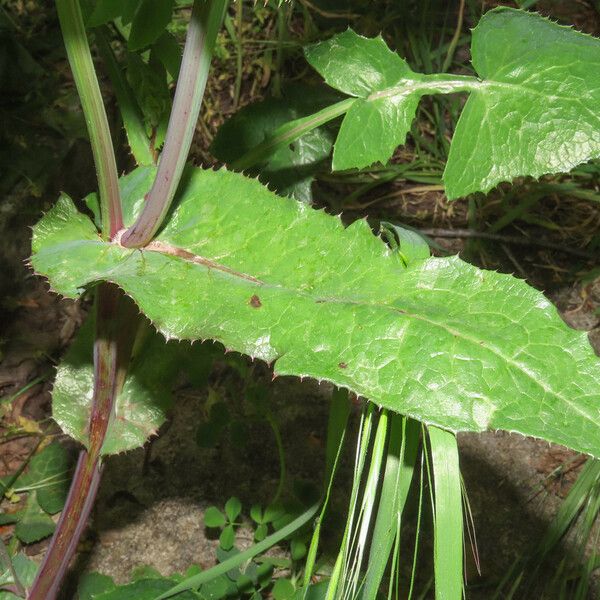 Sonchus oleraceus Лист