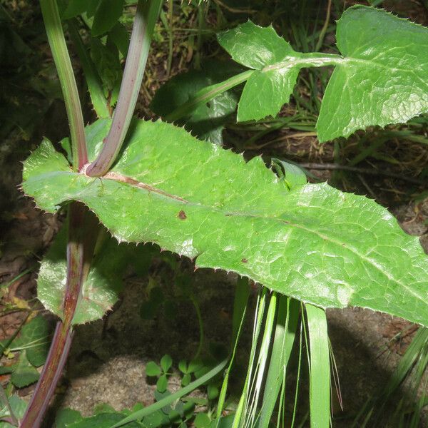 Sonchus oleraceus 葉