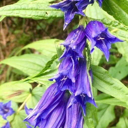 Gentiana asclepiadea Flower