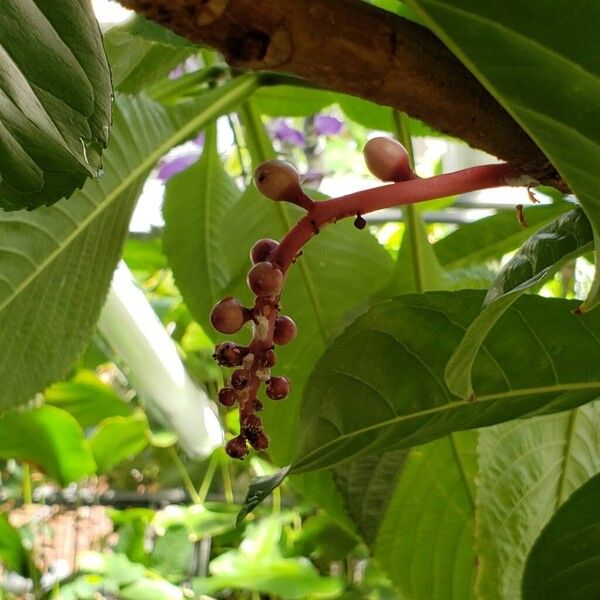Barringtonia racemosa Fruit