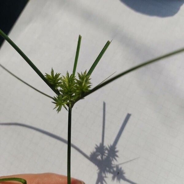 Cyperus strigosus 花