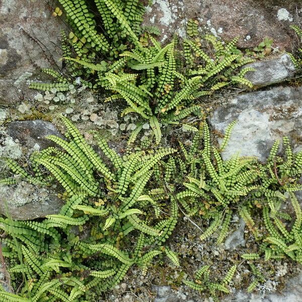 Asplenium trichomanes Lehti