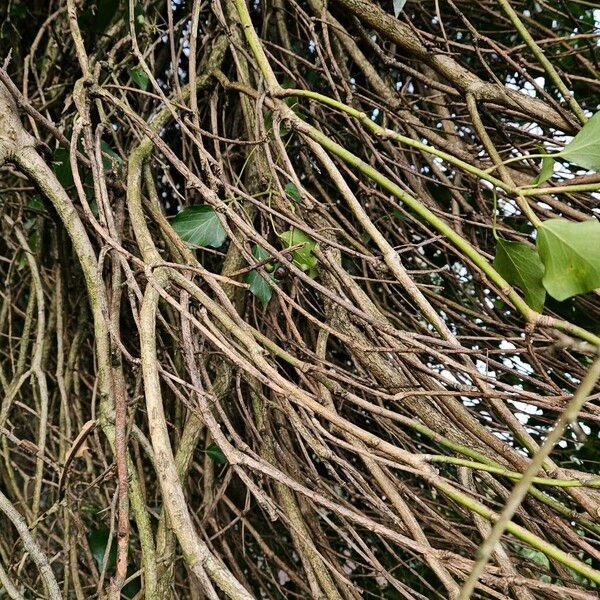 Hedera colchica Bark