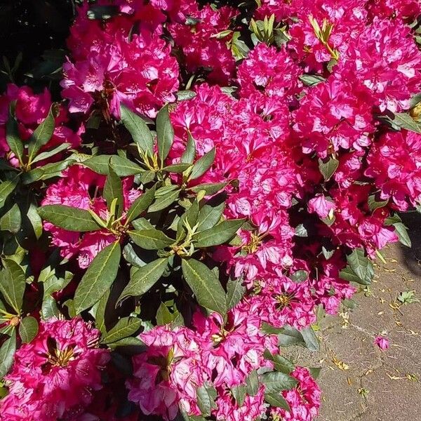 Rhododendron spp. Habit