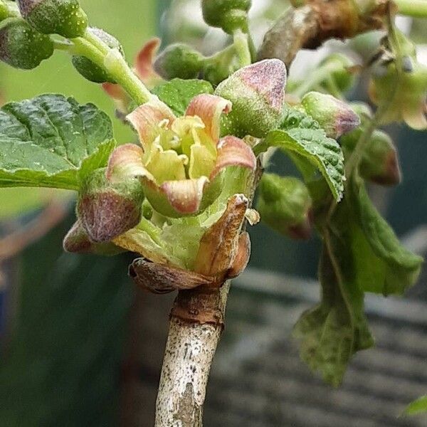 Ribes nigrum Flower