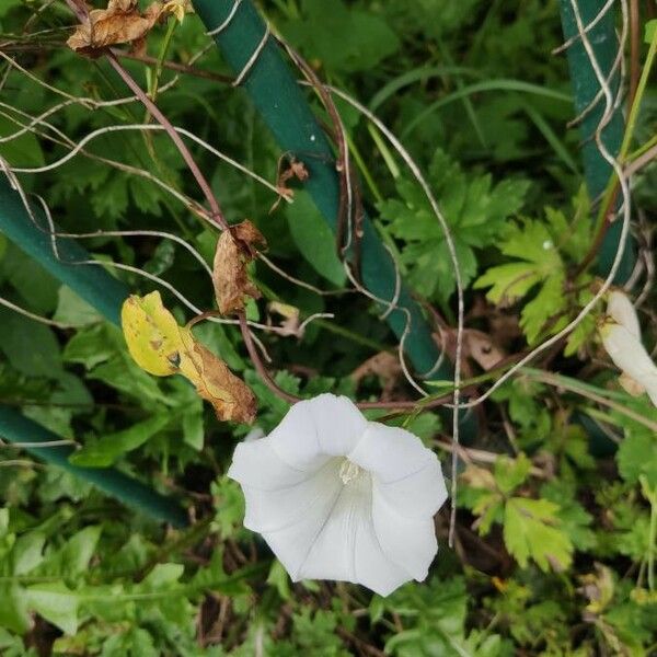 Ipomoea lacunosa ᱵᱟᱦᱟ