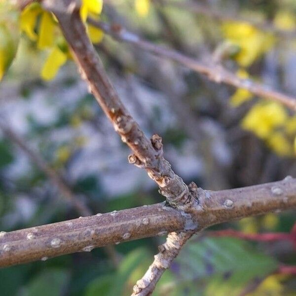 Forsythia viridissima बार्क (छाल)