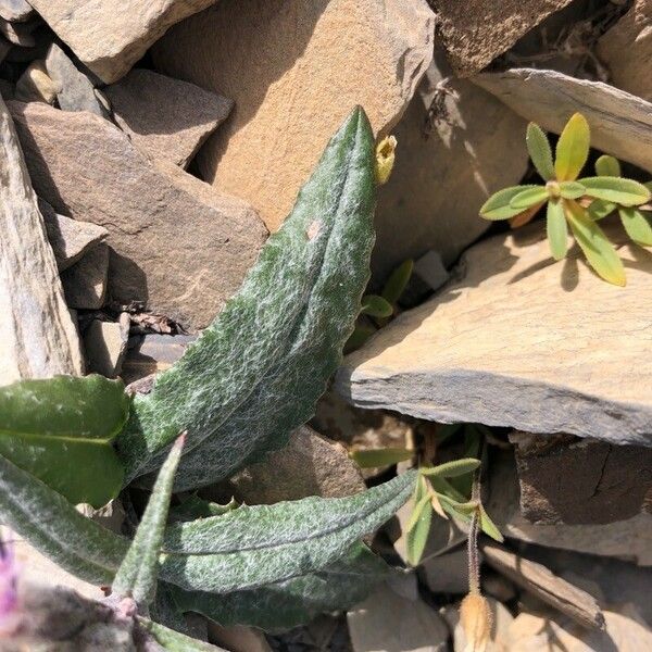 Saussurea alpina Blad