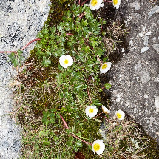 Ranunculus glacialis Агульны выгляд