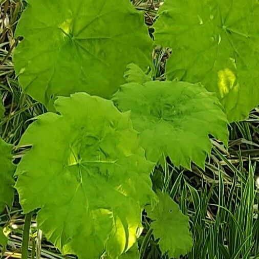 Astilboides tabularis পাতা