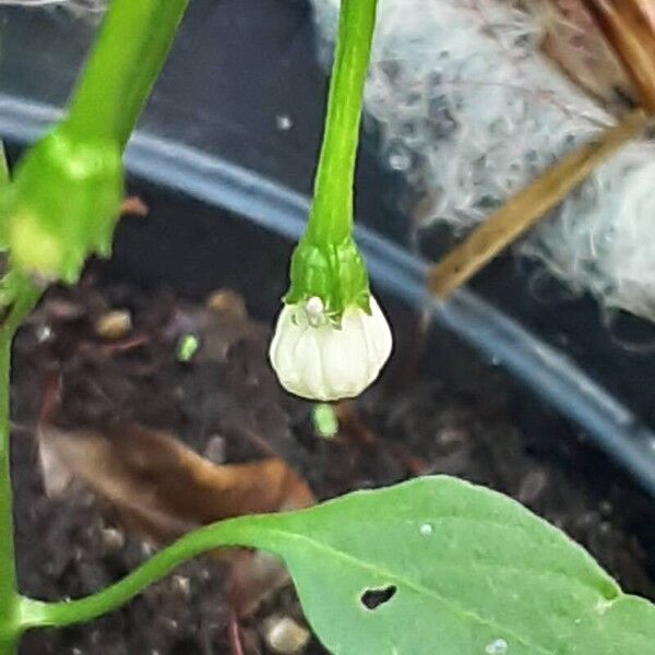 Capsicum frutescens Flower