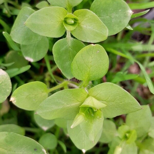 Stellaria media Fuelha