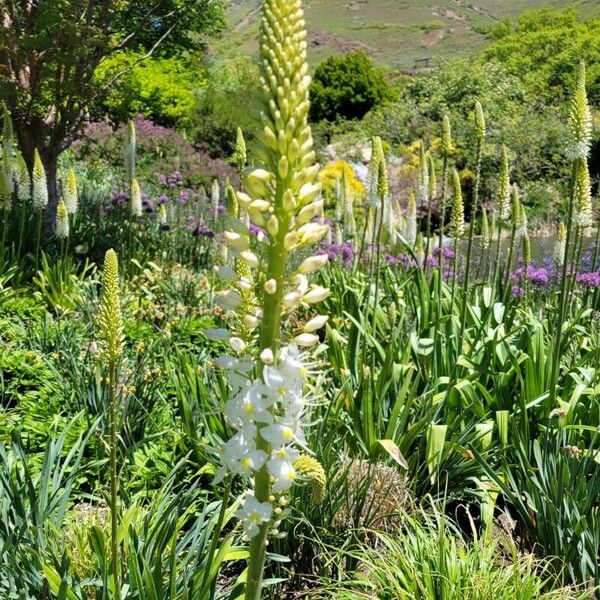 Eremurus robustus (Foxtail lily)