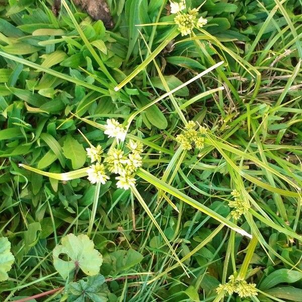 Cyperus eragrostis Vekstform