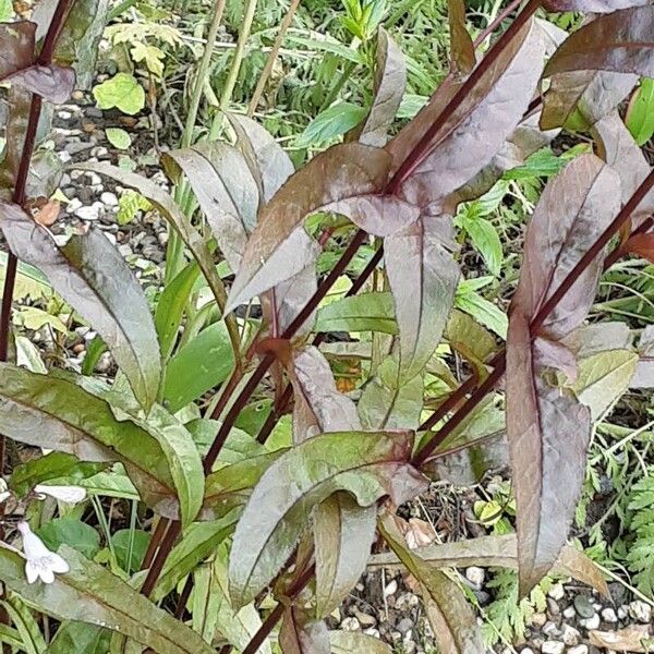 Penstemon digitalis পাতা