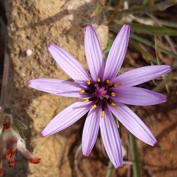 Pseudopodospermum undulatum Blomst