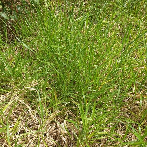 Urochloa eminii Tervik taim