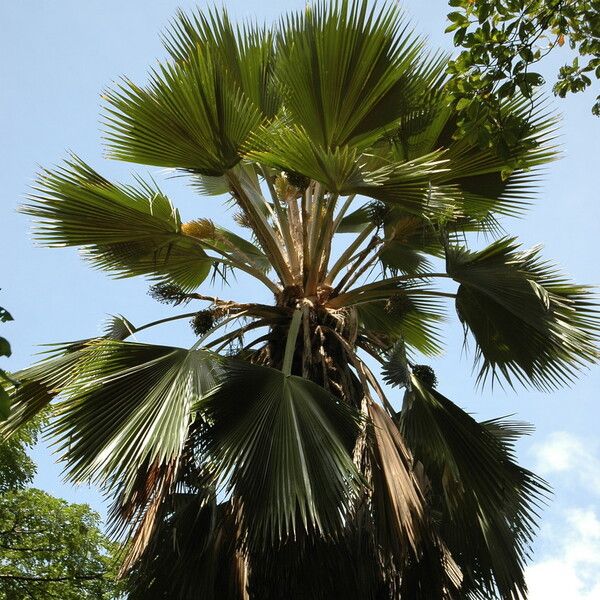 Pritchardia pacifica Leaf