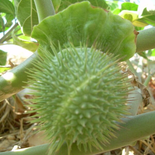 Datura wrightii Frukt